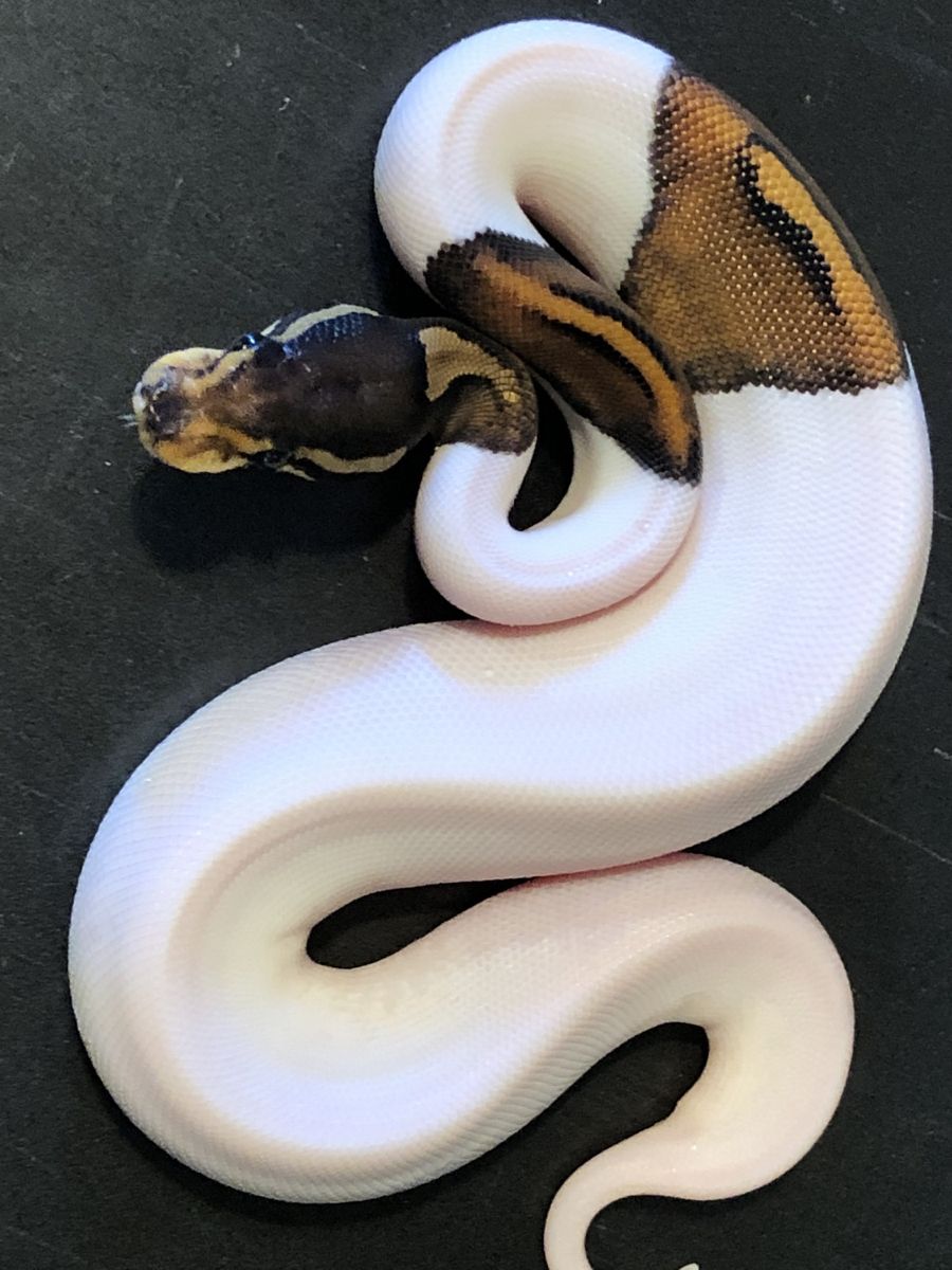 Piebald ball python